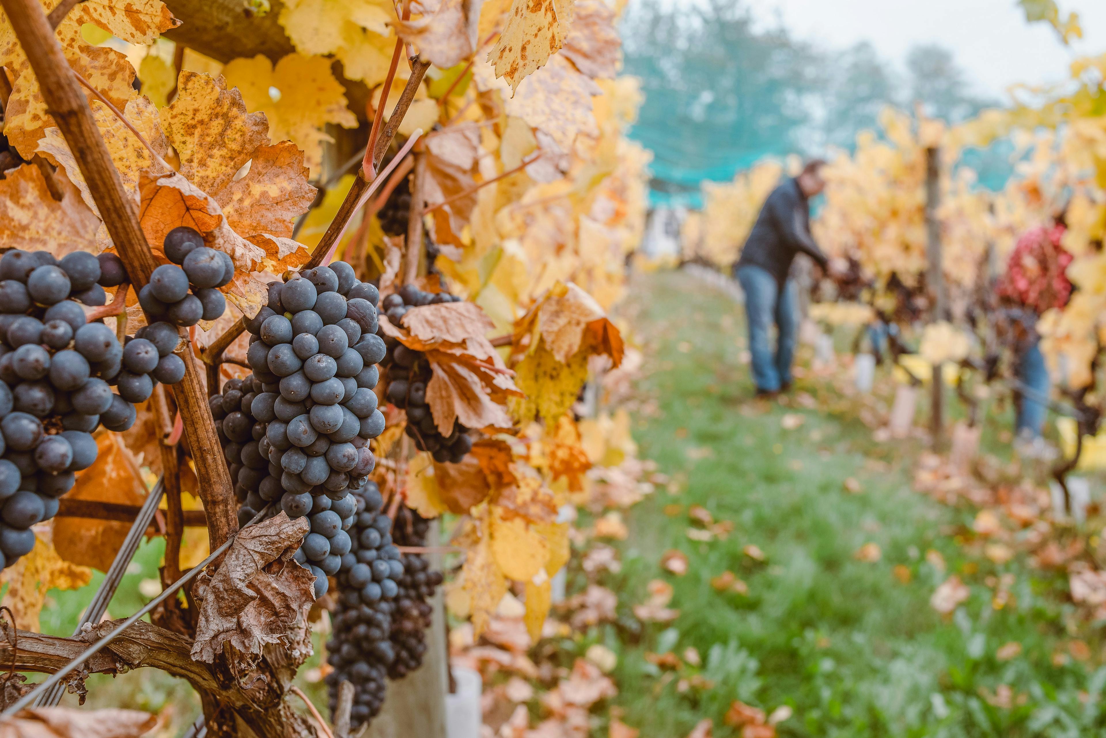 Photo of a vineyard in the autumn. Photo Tina Witherspoon via Unsplash.