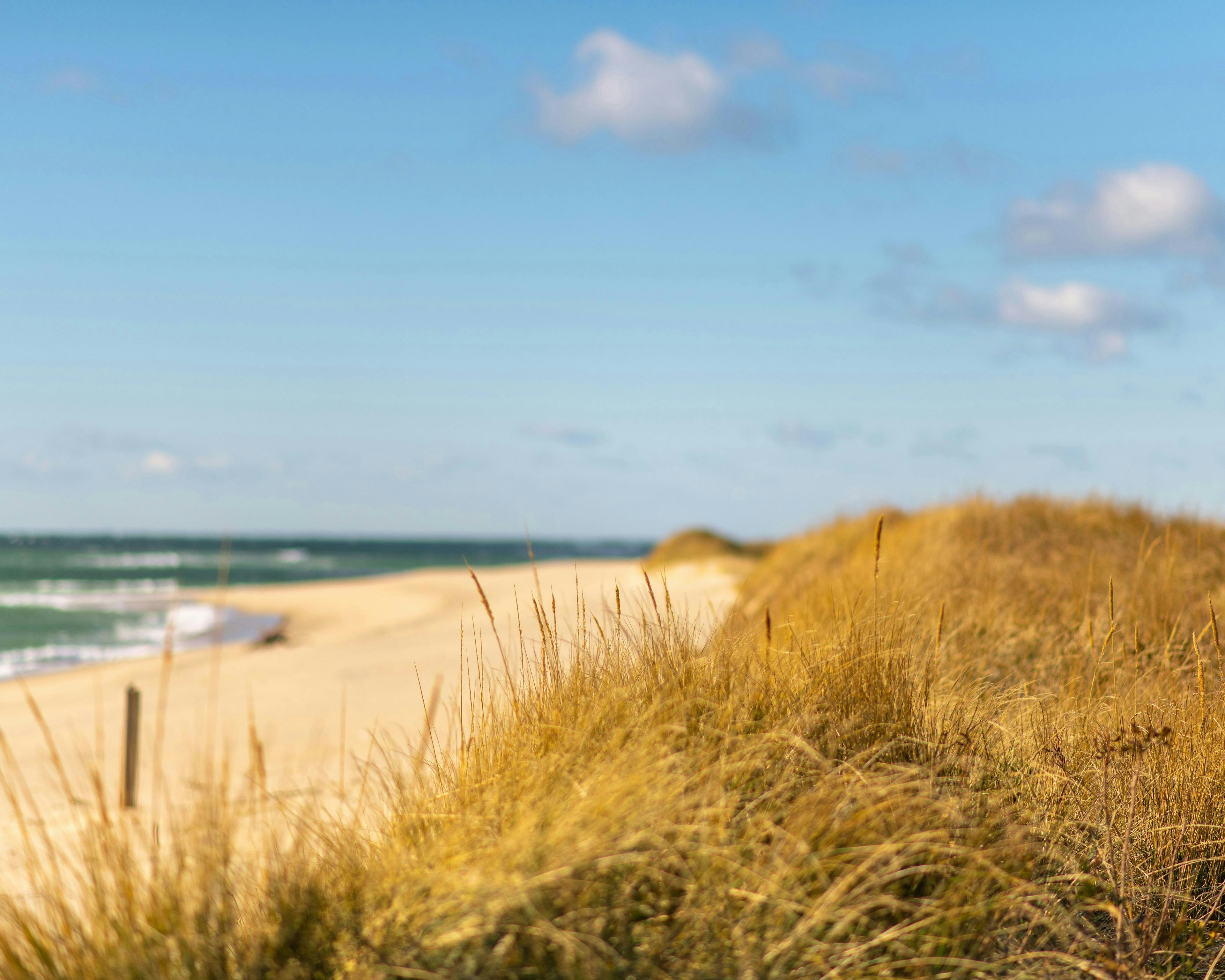 Photograph of a sunny sand dunes on the beach. Photo by Jack Cohen via Unsplash.